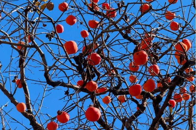 Gongcheng Hongyan Village