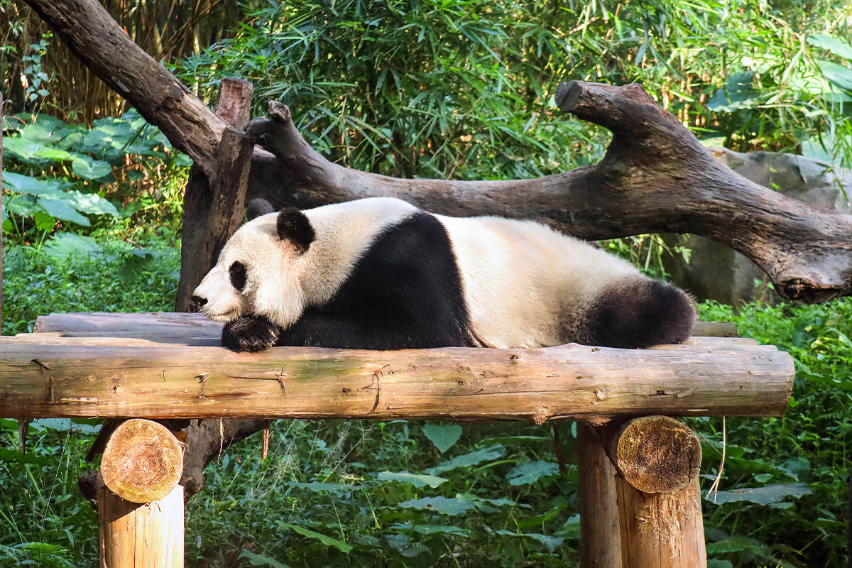 Chengdu