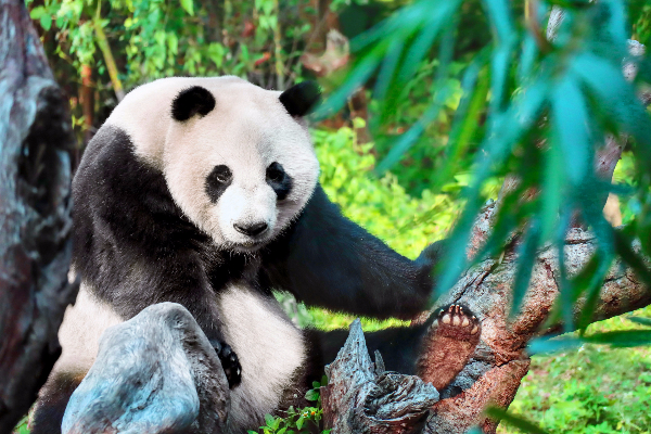 Wolong China Giant Panda Garden Shenshuping Base