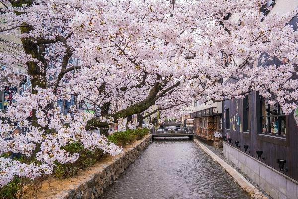 📍National Showa Memorial Park 🖼️国営昭和記念公園 （東京都