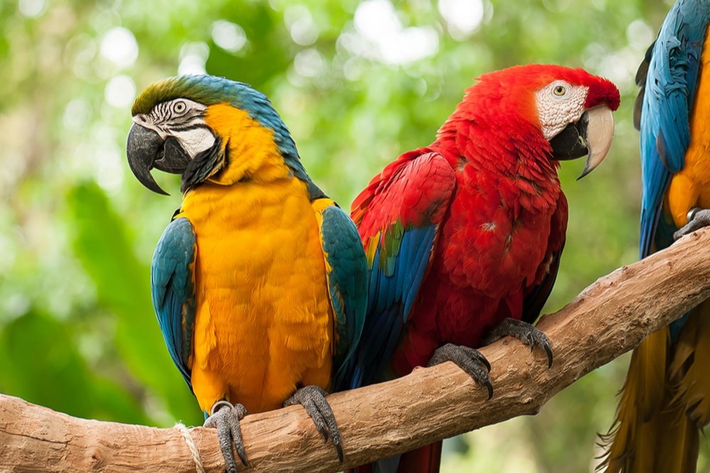 Parque das aves